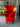 Tom Dixon Wingback Chair - Hot Red